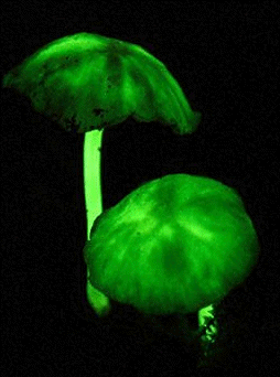 Bioluminescent mushroom