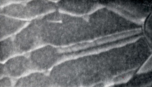 Stacking fault energy Si