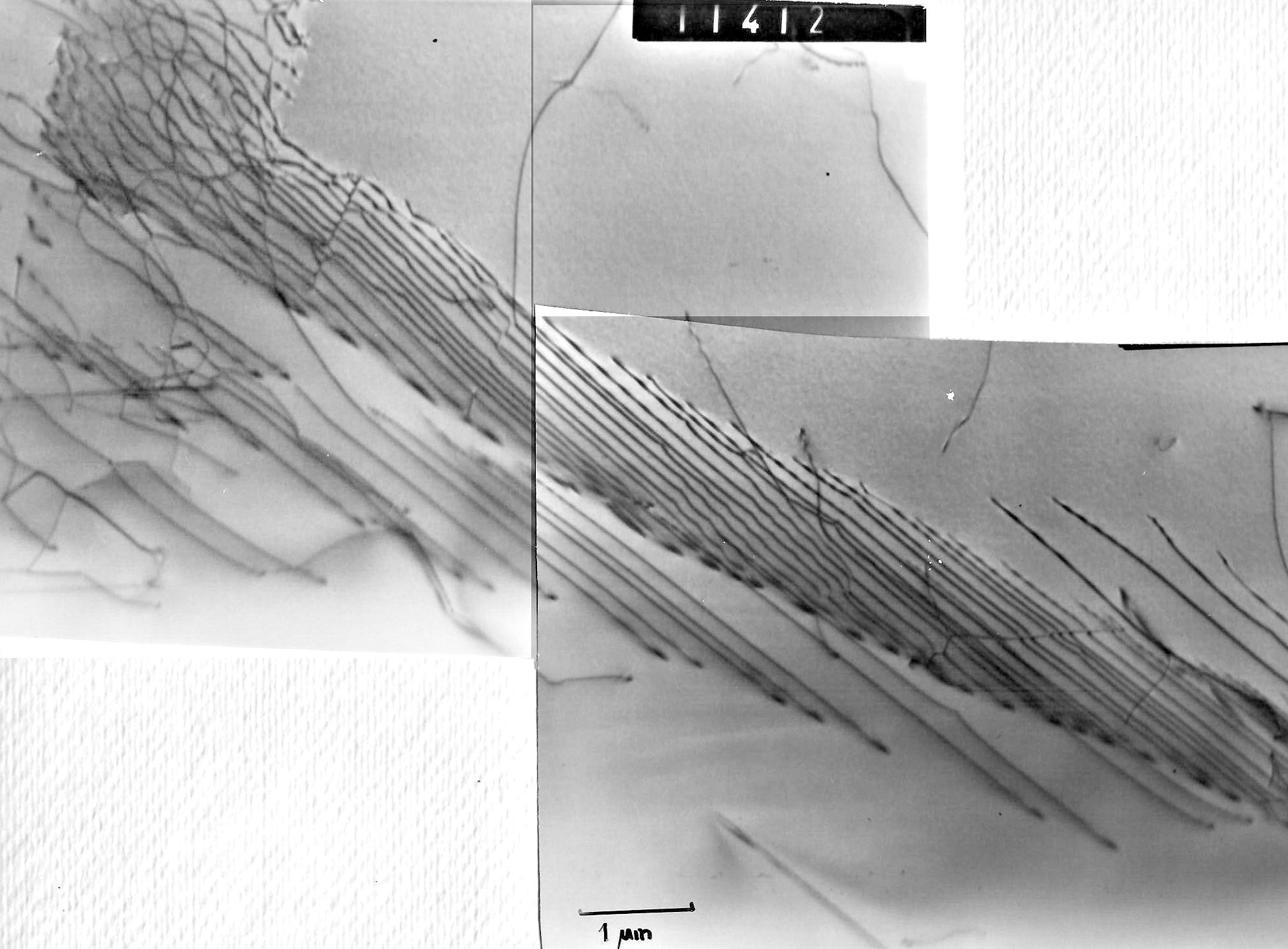 Defects in EFG ribbons