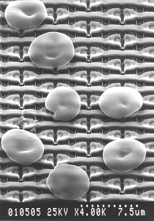 Blood cells on memeory chip