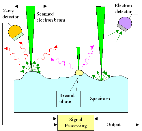 Principle of a scanning electron microscope (SEM)