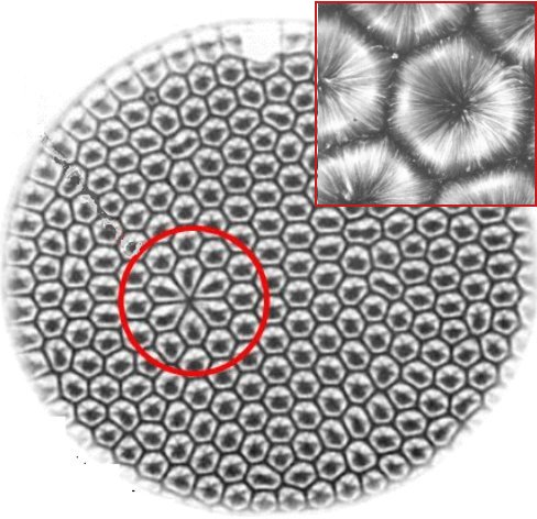 Benard cells