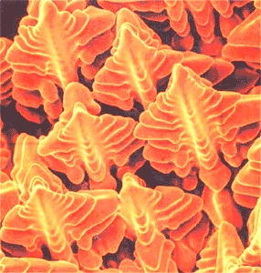 SEM picture of dendrites