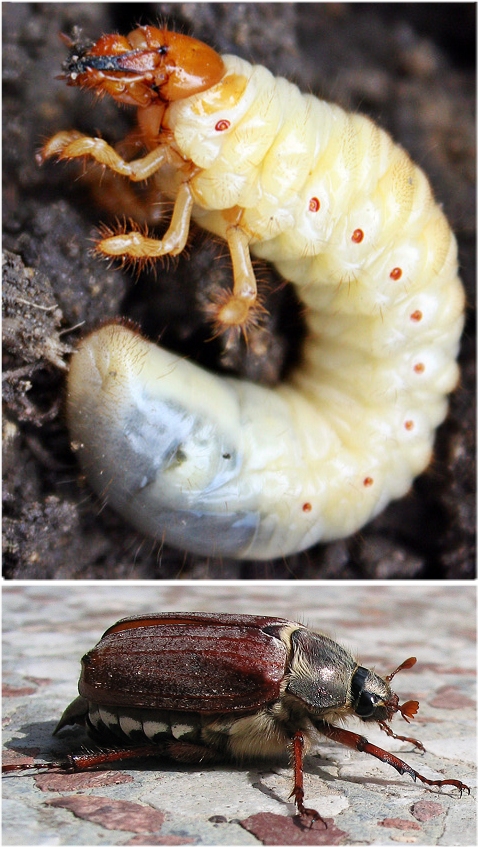 Cockchafer grub, Engerling, may beetle, Maikaefer