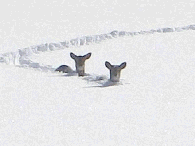 Deer, snow and spring