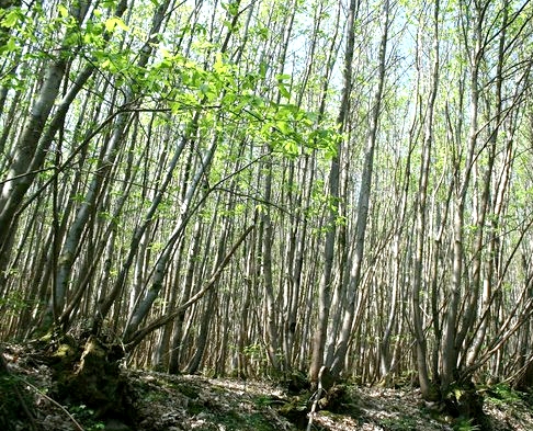 Coppicing