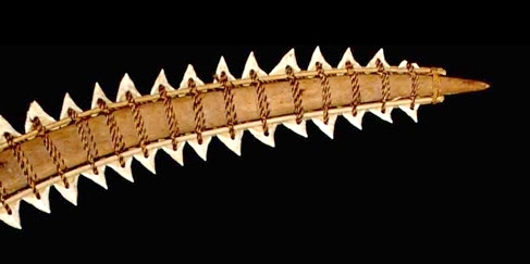 Part of Fidschi shark tooth 
sword