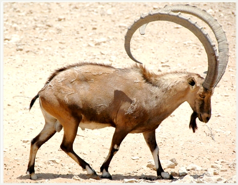 Ibex