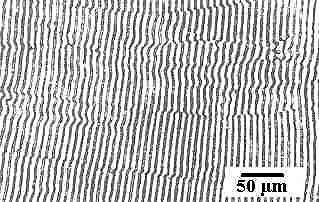 pb-Sn eutectic structure