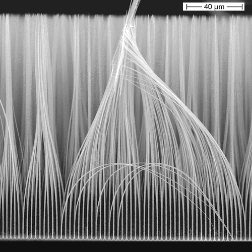 si nanowires