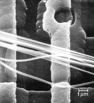 Spider silk on memory chip